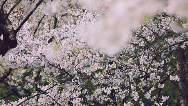 樱花落花的慢镜头视频素材