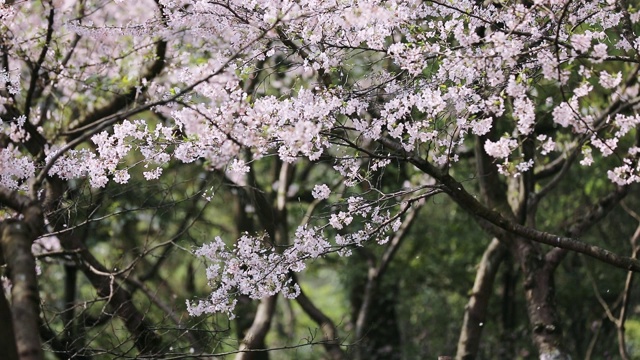 樱花落花的慢镜头视频素材