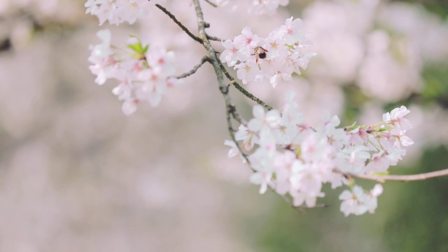 樱花落花的慢镜头视频素材