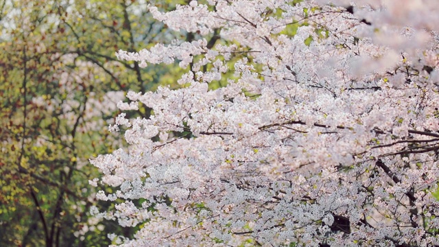 樱花落花的慢镜头视频素材