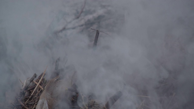 火，野火，燃烧的树枝在烟雾和火焰中视频素材