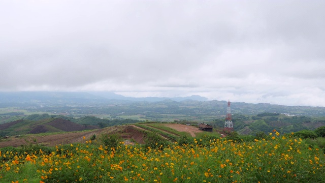 小黄花在山巅随风摇曳视频素材