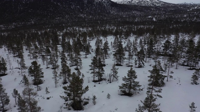 无人机拍摄:在挪威的一片冰雪覆盖的冬季森林上空视频素材