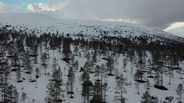 无人机拍摄:在挪威的一片冰雪覆盖的冬季森林上空视频素材