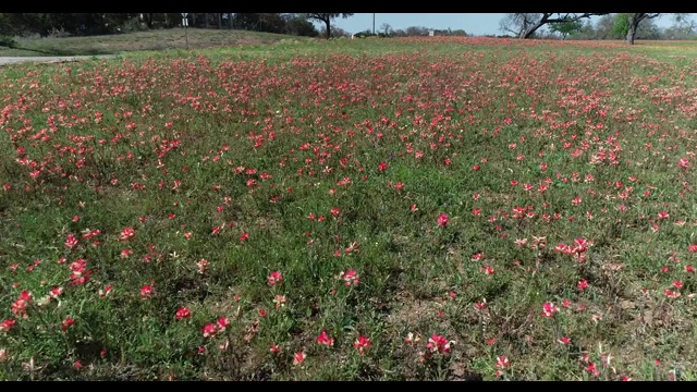 印第安画笔野花，Llano县，德克萨斯州，美国视频素材