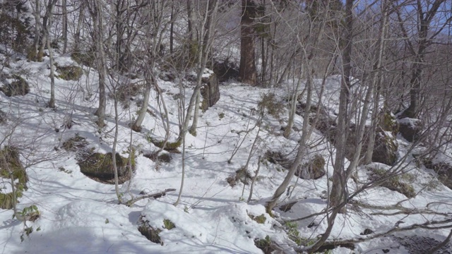 雪林，长野，日本，亚洲视频素材