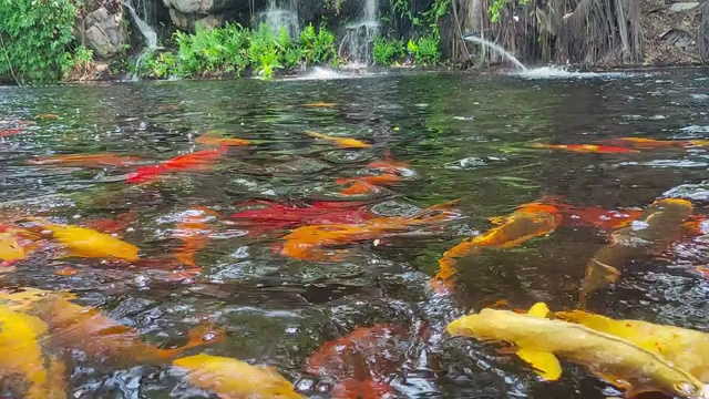 池塘里的锦鲤和瀑布视频素材