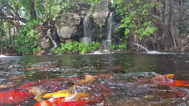 池塘里的锦鲤和瀑布视频素材