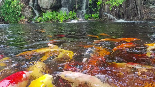 池塘里的锦鲤和瀑布视频素材