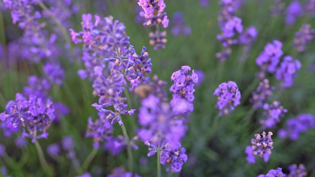 薰衣草花和蜜蜂视频素材