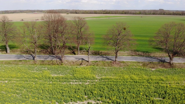 汽车在空旷的乡村公路上行驶的鸟瞰图。乡村公路，柏油路，油菜地和绿草如茵。鸟瞰图明亮的春天绿色农田，种植作物小麦。视频素材