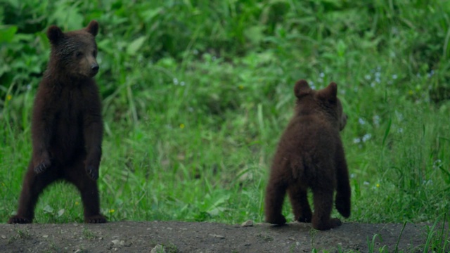 小熊在森林里靠近巢穴的地方玩耍。棕熊，或普通熊。熊科(Ursus arctos)是熊科的一种食肉哺乳动物;陆地上最大的食肉动物之一。视频素材