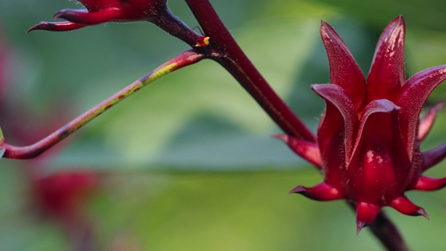 玫瑰果或木槿花在蔬菜农场。视频素材