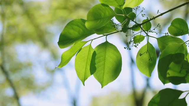 绿叶茂盛的大树视频素材