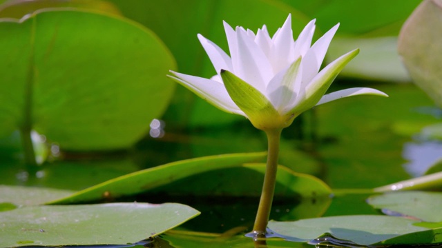 美丽的盛开的莲花。莲)在水面上。白色的睡莲花生长在森林湖中。美丽的漂浮的睡莲花瓣和花朵。视频素材