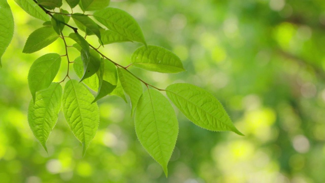 绿叶茂盛的大树视频素材