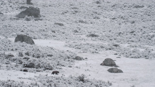 一只灰熊妈妈和雪中行走的幼崽视频素材