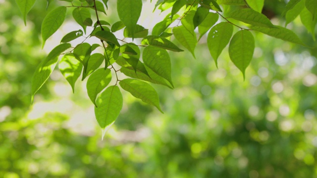 绿叶茂盛的大树视频素材