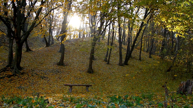 秋天的公园有阳光和落叶视频下载