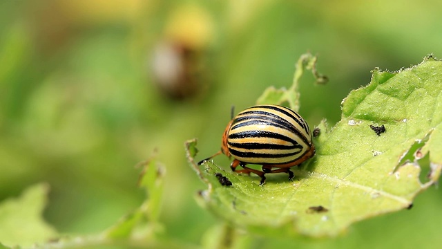 科罗拉多甲虫坐在一片叶子上视频下载