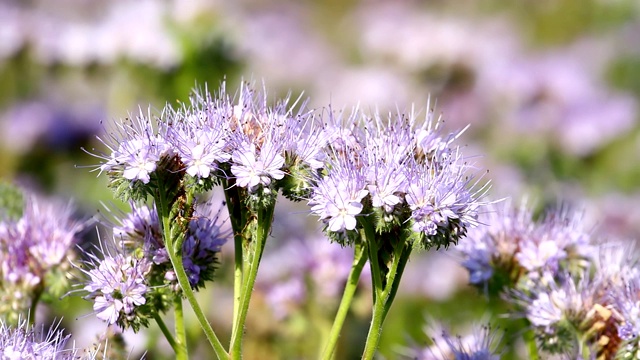 紫罗兰花蜜花和蜜蜂视频下载