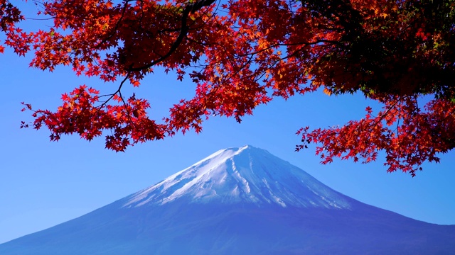 日本川口湖富士山秋日红枫视频素材