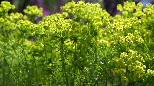 小绿花被风吹动视频素材