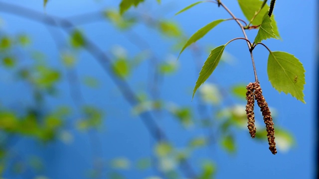 绿色的树叶视频素材