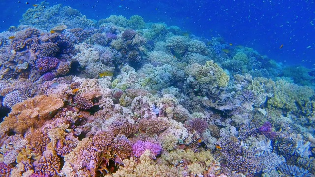 埃及的拉哈米湾，美丽的珊瑚礁上有海洋生物和许多热带鱼视频素材