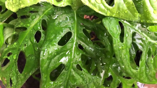 雨滴落在热带树叶上视频下载