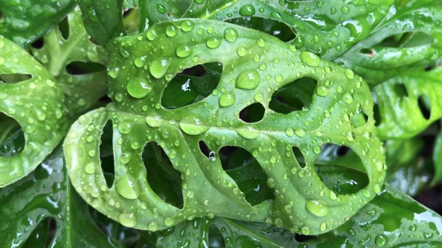 雨滴落在热带树叶上视频下载