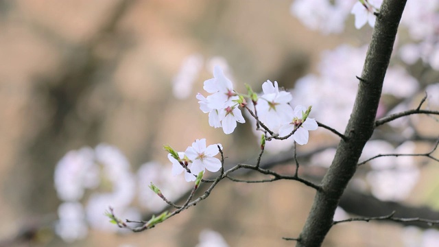 樱花的特写镜头视频素材