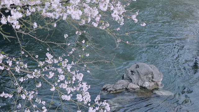 樱花开满河面视频素材