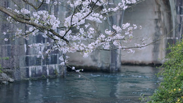 樱花开满河面视频素材