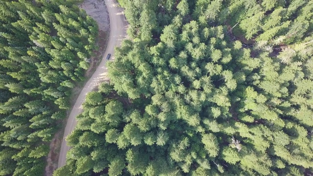 空中俯瞰4k汽车行驶在乡村道路在黄昏的森林在傍晚。无人机在松树林的砾石路上飞行。无人机从晴天上空拍摄视频素材