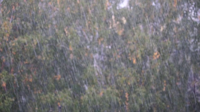 夏雨洒落在桦树上视频下载