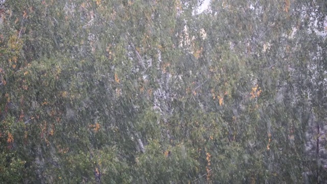 白桦树上的夏季大雨，焦点从背景变成了雨滴视频下载