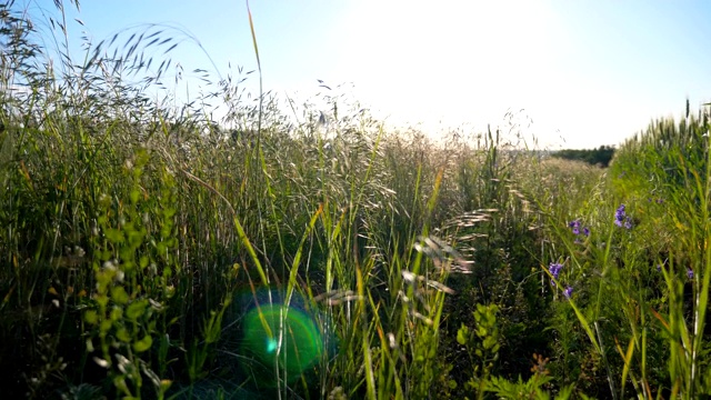 美丽的自然景观，绿色草地和野生植被。灿烂的夏日阳光照亮草坪。风景如画的乡村。慢镜头摄影视频素材