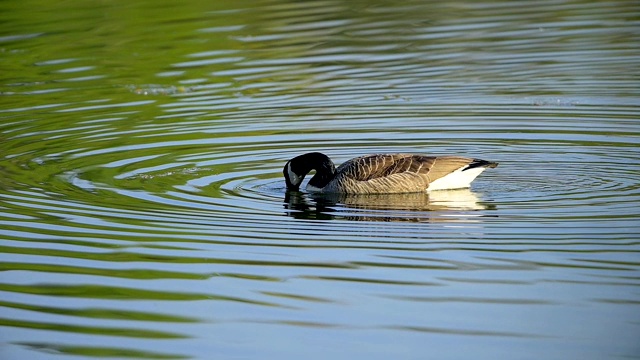 加拿大鹅，Branta canadensis，在春天视频素材