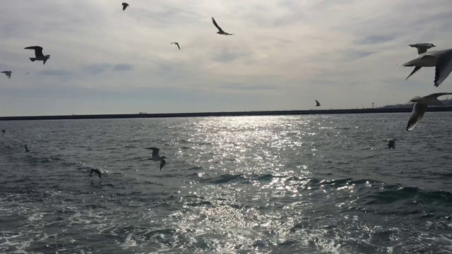 海鸥在博斯普鲁斯的渡口附近飞翔视频素材