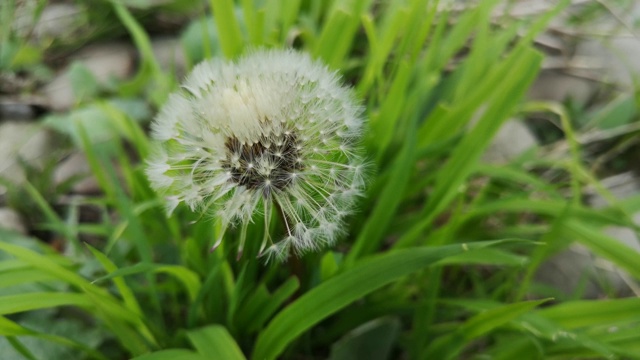 河岸上毛茸茸的蒲公英视频素材