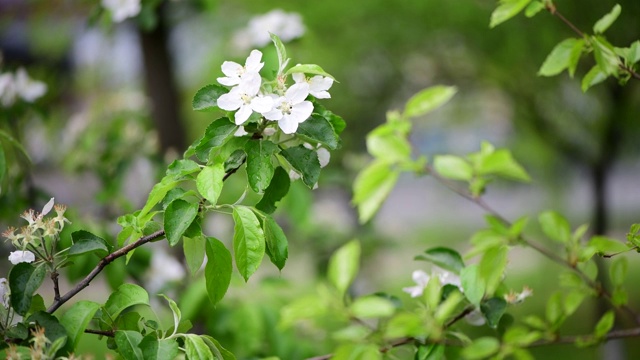 苹果树花开春白醒自然色早宏4k视频视频素材