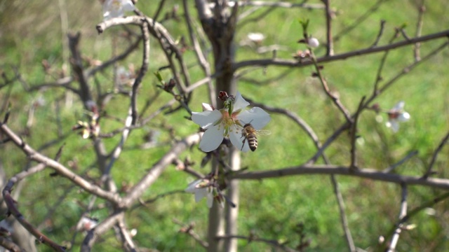 蜜蜂落在杏树花上，飞走了视频素材