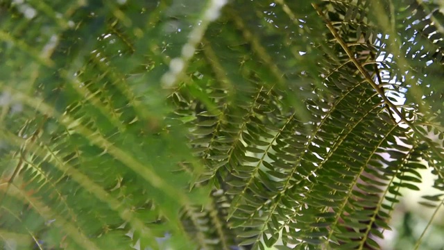 近距离摆动在风中摆动的蓝花楹树蕨类像树枝与绿叶在森林公园在阳光明媚的春天夏天的一天视频素材