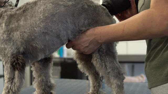 拉布拉多犬在宠物沙龙用吸尘器清洁毛发视频素材