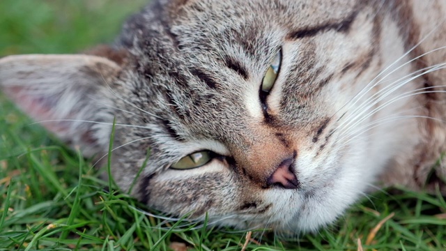 美丽的猫的肖像，可爱的虎斑猫与绿色的眼睛和长胡须看着相机和放松视频素材