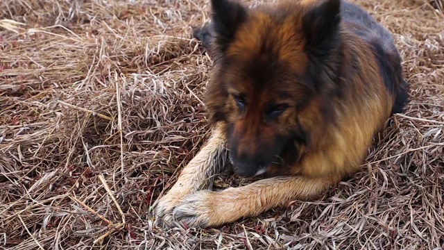 德国牧羊犬视频素材