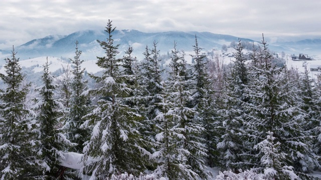 冬天喀尔巴阡的风景，圣诞树在雪地里视频素材