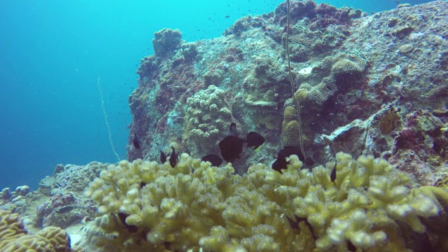 海洋潜水，水下五彩缤纷的热带珊瑚礁海景。海洋深处的一群海洋鱼类。软、硬珊瑚水生生态乐园背景。爱好水上极限运动。视频素材