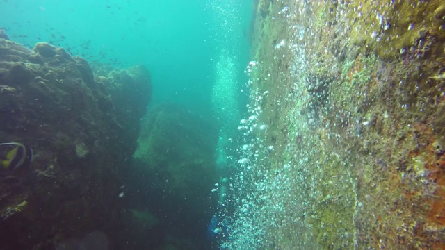 海洋潜水，水下五彩缤纷的热带珊瑚礁海景。海洋深处的一群海洋鱼类。软、硬珊瑚水生生态乐园背景。爱好水上极限运动。视频素材